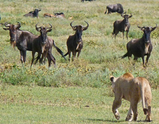 Kenya Travel Photography Inspiration: Stunning Wildlife and Savannah Captures