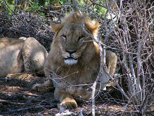 Kenya Travel Photography Inspiration: Stunning Wildlife and Savannah Captures