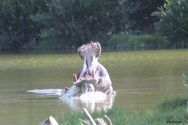 Kenya Travel Photography Inspiration: Stunning Wildlife and Savannah Captures