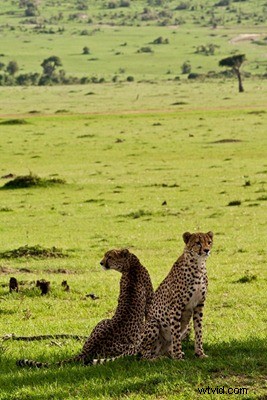 Kenya Travel Photography Inspiration: Stunning Wildlife and Savannah Captures