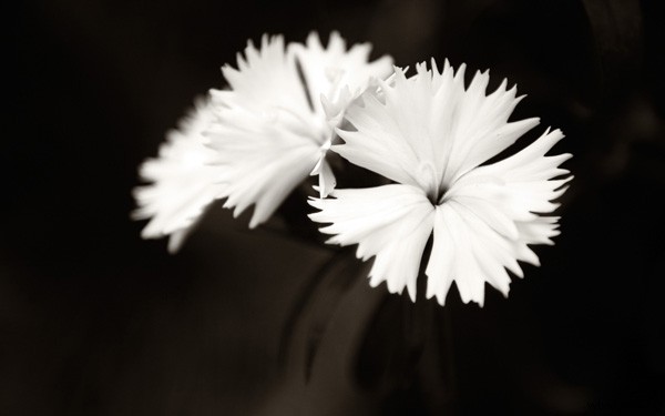 Elevate Your Photo Composition: Mastering Tonal Contrast Techniques