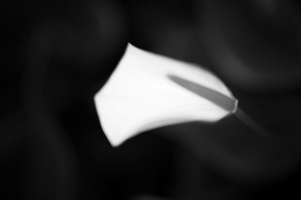 Elevate Your Photo Composition: Mastering Tonal Contrast Techniques