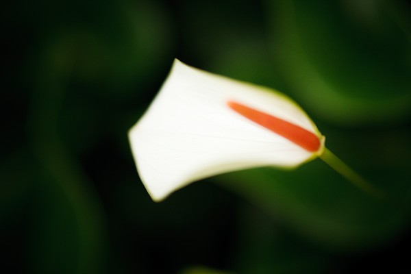 Elevate Your Photo Composition: Mastering Tonal Contrast Techniques