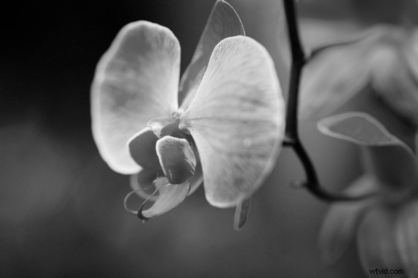 Elevate Your Photo Composition: Mastering Tonal Contrast Techniques