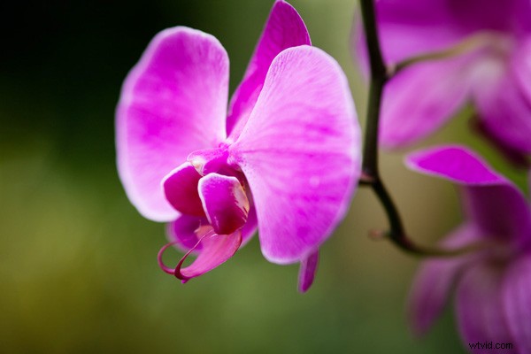 Elevate Your Photo Composition: Mastering Tonal Contrast Techniques