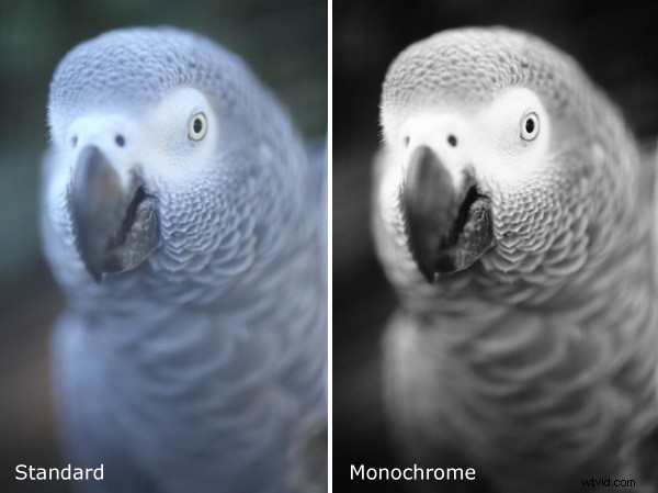 Mastering Monochrome Mode: Expert Tips for Stunning Black & White Photography