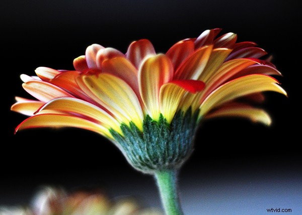 Expert Guide to Capturing Stunning Flower Photography