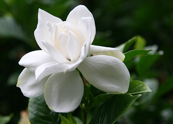 Expert Guide to Capturing Stunning Flower Photography