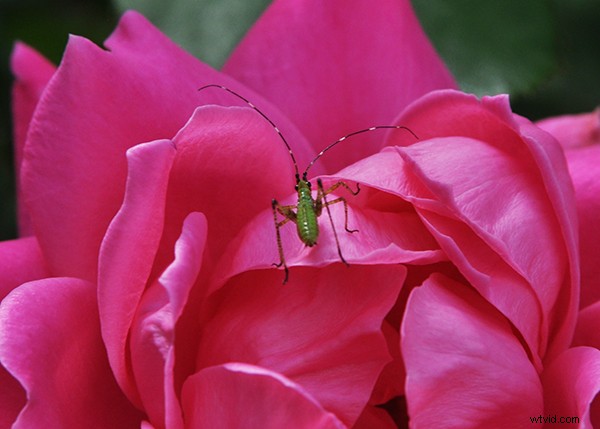 Expert Guide to Capturing Stunning Flower Photography