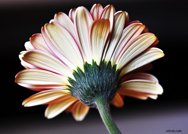 Expert Guide to Capturing Stunning Flower Photography