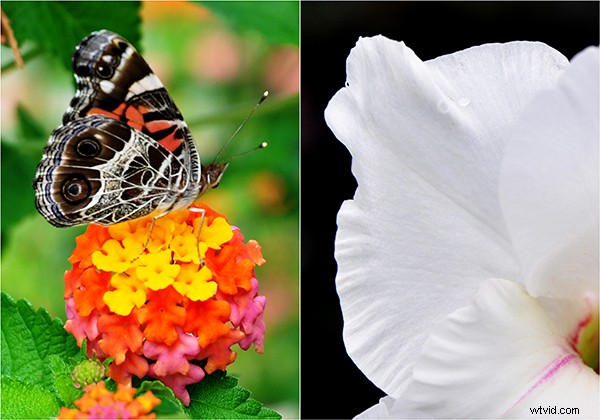 Expert Guide to Capturing Stunning Flower Photography