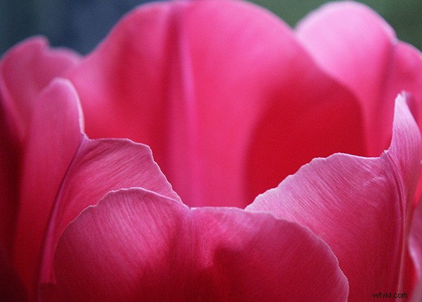 Expert Guide to Capturing Stunning Flower Photography