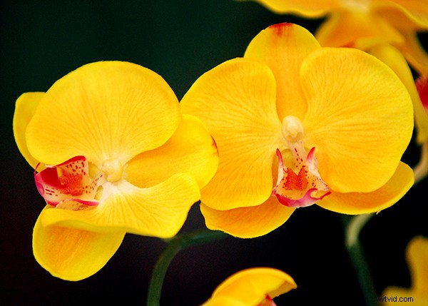 Expert Guide to Capturing Stunning Flower Photography