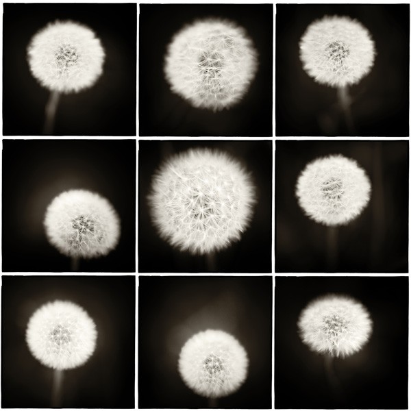 The Timeless Beauty of Square Format Photography