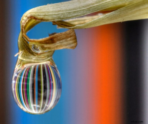 Discover the Hidden Wonders: Mastering Macro Photography
