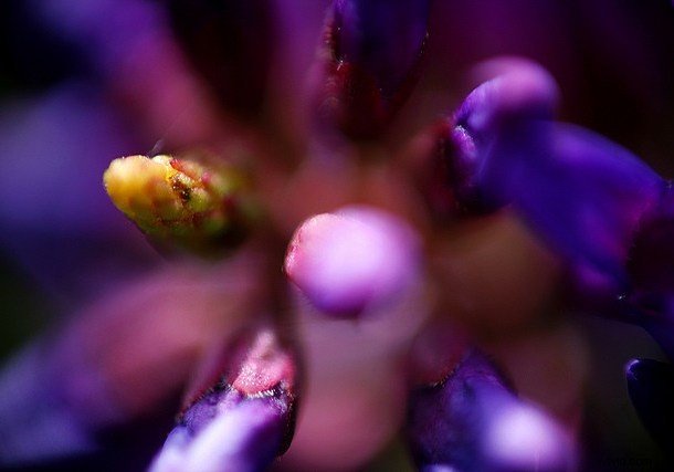 Discover the Hidden Wonders: Mastering Macro Photography