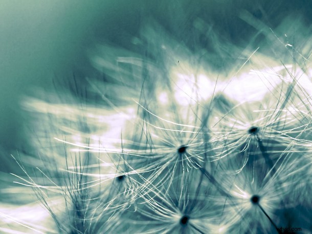 Discover the Hidden Wonders: Mastering Macro Photography