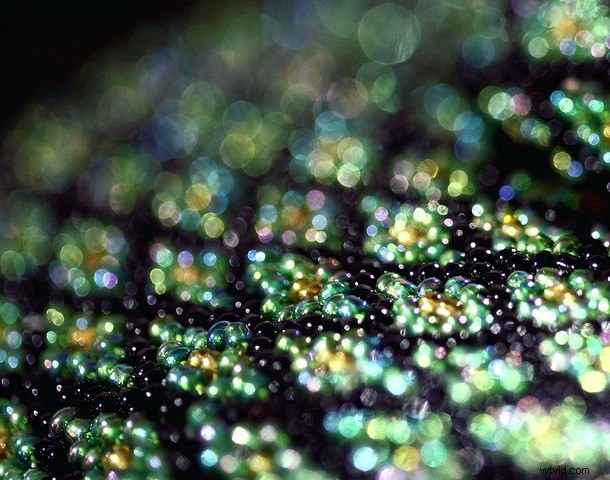 Discover the Hidden Wonders: Mastering Macro Photography