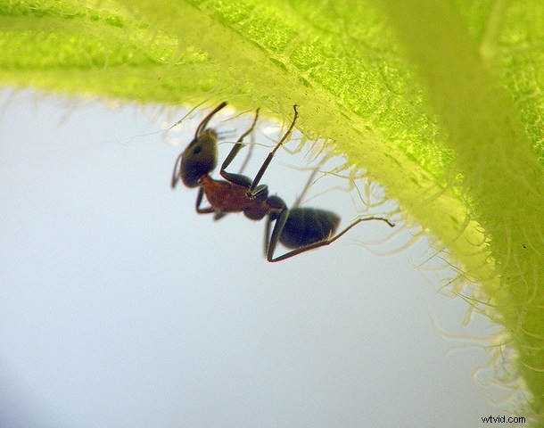 Discover the Hidden Wonders: Mastering Macro Photography