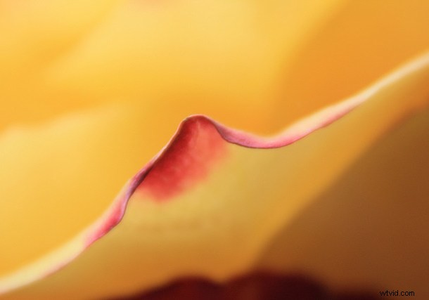 Discover the Hidden Wonders: Mastering Macro Photography