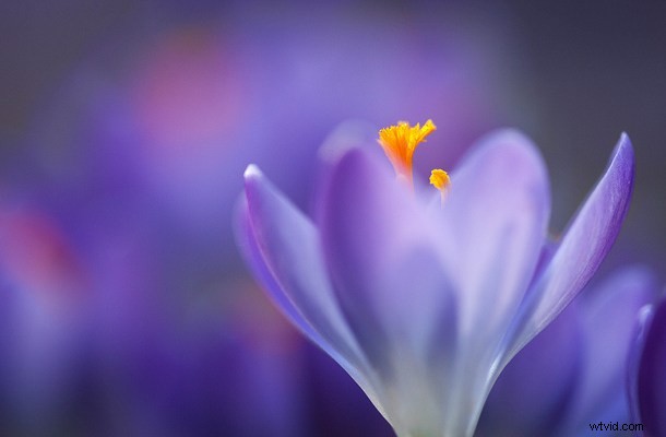 Discover the Hidden Wonders: Mastering Macro Photography