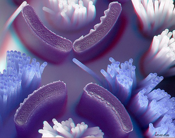 Discover the Hidden Wonders: Mastering Macro Photography