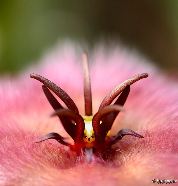 Discover the Hidden Wonders: Mastering Macro Photography