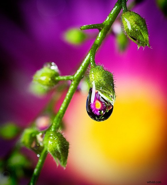 Discover the Hidden Wonders: Mastering Macro Photography