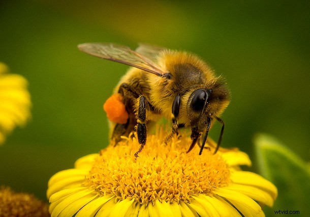 Discover the Hidden Wonders: Mastering Macro Photography