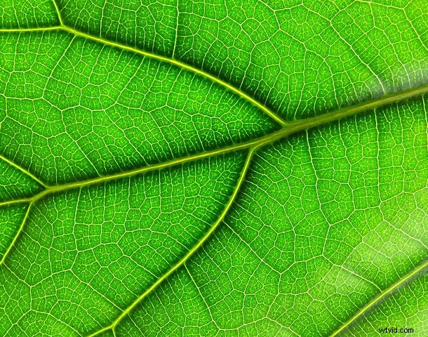 Discover the Hidden Wonders: Mastering Macro Photography