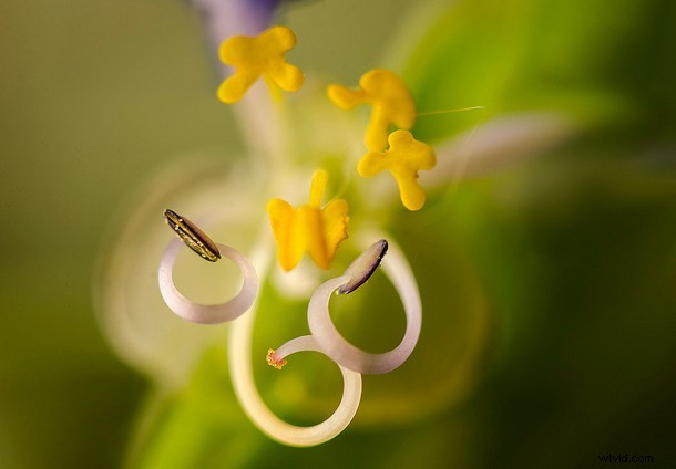 Discover the Hidden Wonders: Mastering Macro Photography