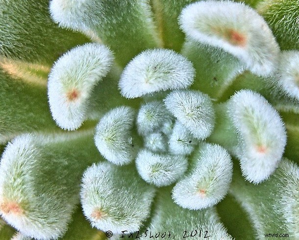 Discover the Hidden Wonders: Mastering Macro Photography