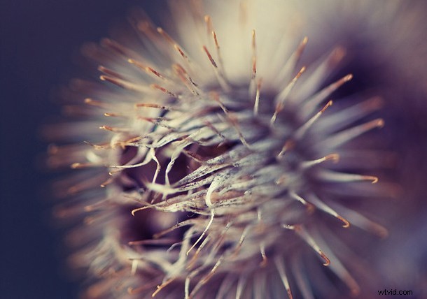 Discover the Hidden Wonders: Mastering Macro Photography