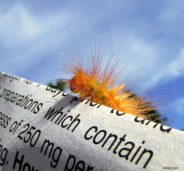 Discover the Hidden Wonders: Mastering Macro Photography