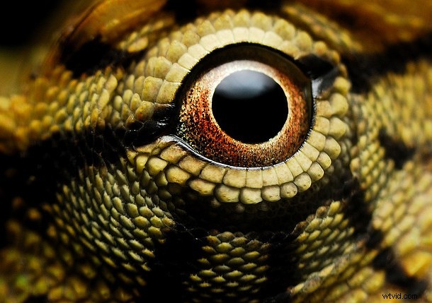Discover the Hidden Wonders: Mastering Macro Photography