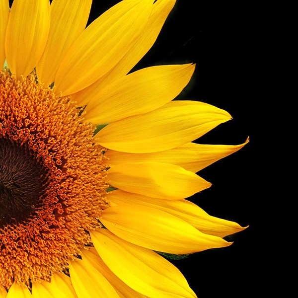 Tamron 24-70mm f/2.8 Di VC USD Lens Review: Exceptional Choice for Pros & Enthusiasts