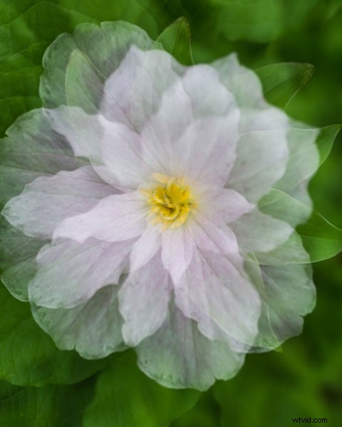 Master Stunning Flower Photography with Multiple Exposure Techniques