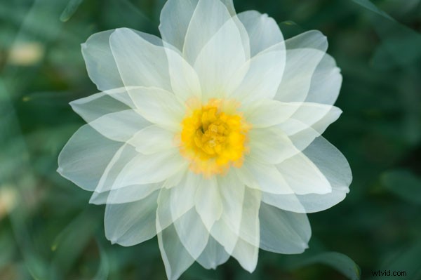 Master Stunning Flower Photography with Multiple Exposure Techniques