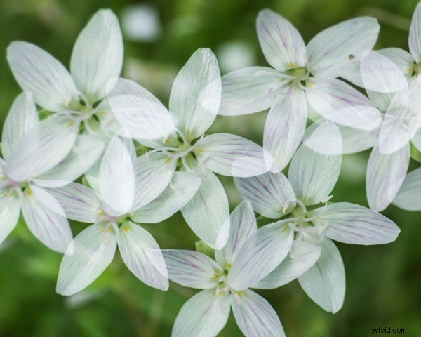 Master Stunning Flower Photography with Multiple Exposure Techniques