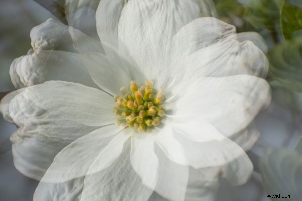 Master Stunning Flower Photography with Multiple Exposure Techniques