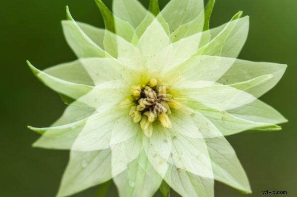 Master Stunning Flower Photography with Multiple Exposure Techniques