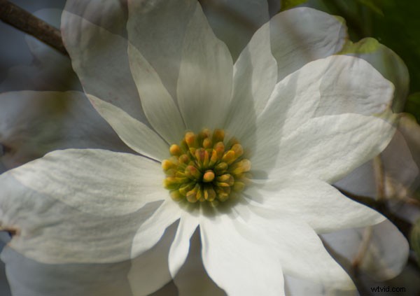 Master Stunning Flower Photography with Multiple Exposure Techniques