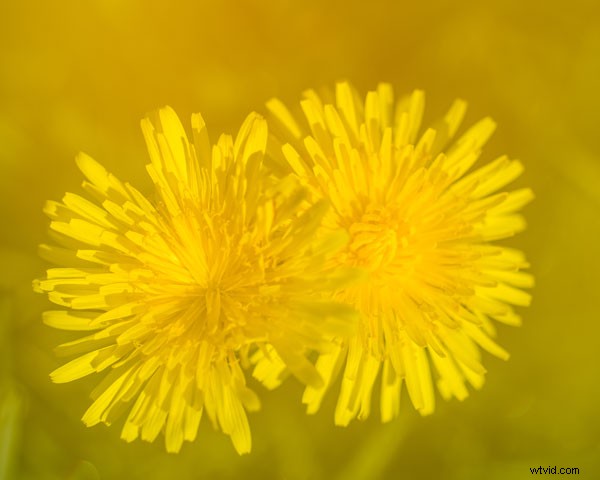 Master Stunning Flower Photography with Multiple Exposure Techniques