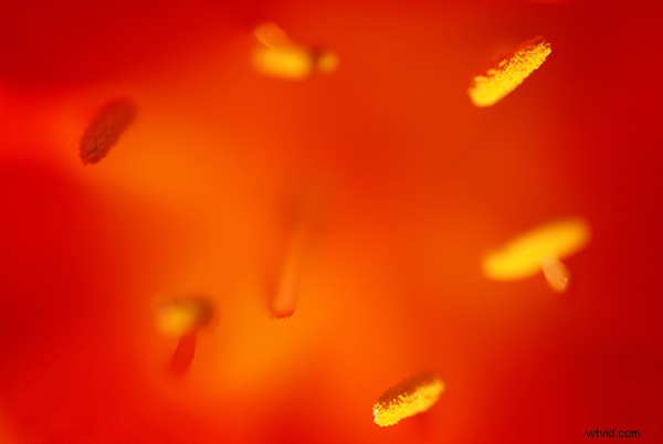 Beginner s Guide to Macro Photography: Capture Stunning Close-Up Shots