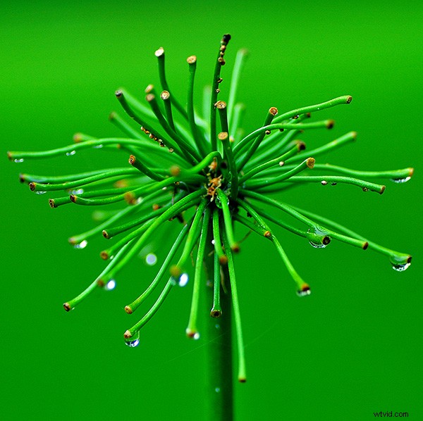 Beginner s Guide to Macro Photography: Capture Stunning Close-Up Shots