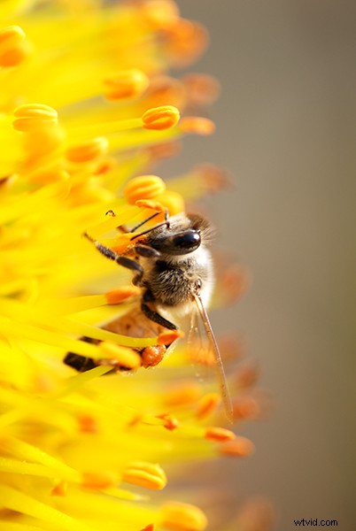 Beginner s Guide to Macro Photography: Capture Stunning Close-Up Shots