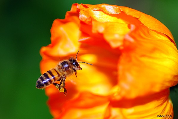 Beginner s Guide to Macro Photography: Capture Stunning Close-Up Shots