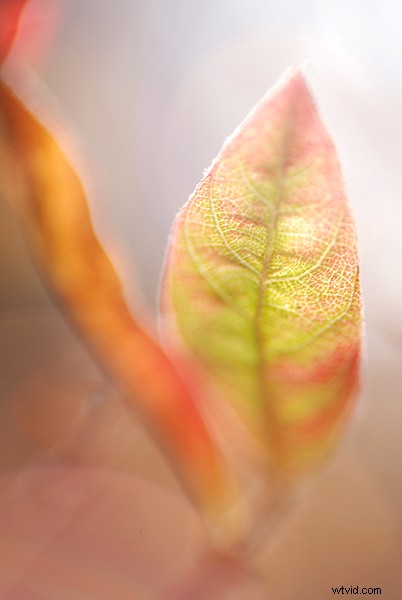 Beginner s Guide to Macro Photography: Capture Stunning Close-Up Shots