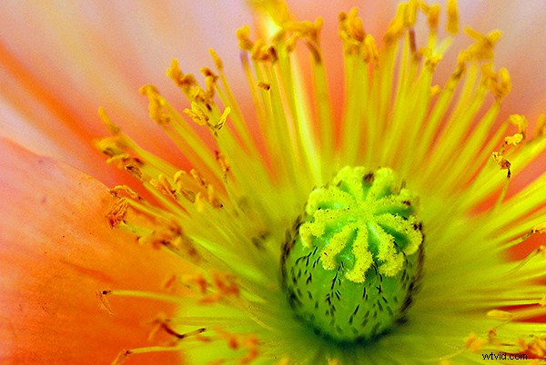Beginner s Guide to Macro Photography: Capture Stunning Close-Up Shots