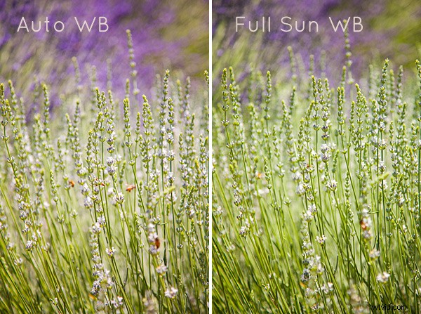Master White Balance: Essential Guide for Perfect Colors in JPG Photography
